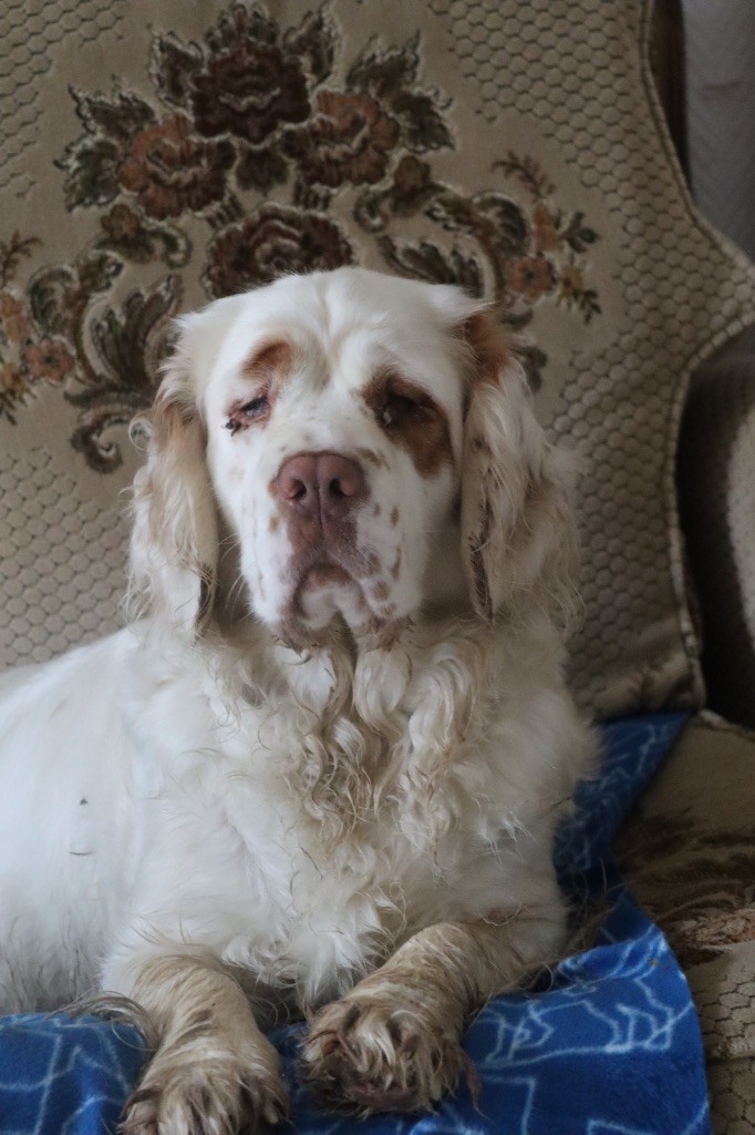 Les Clumber Spaniel de l'affixe Mind Bossea's