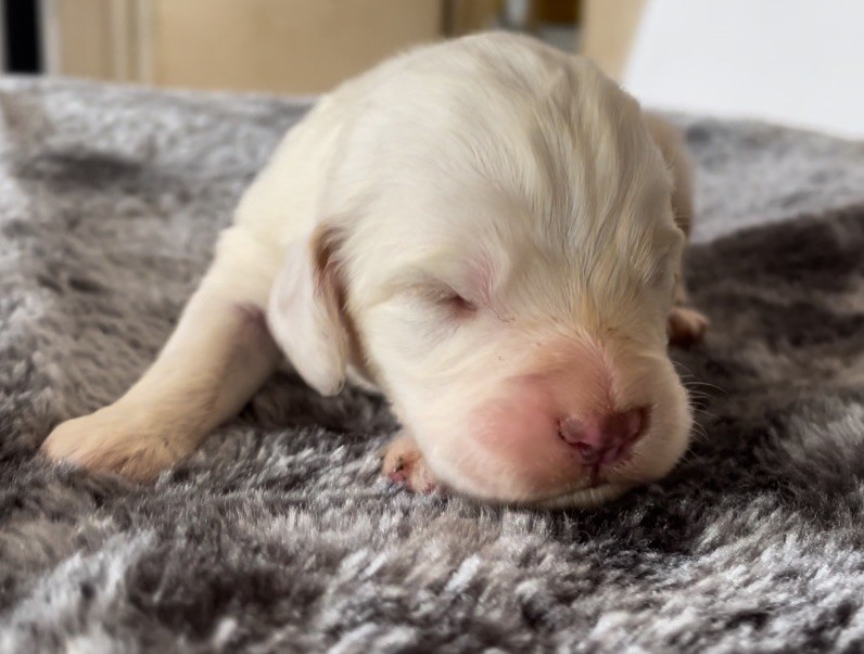 Mind Bossea's - Chiot disponible  - Clumber Spaniel