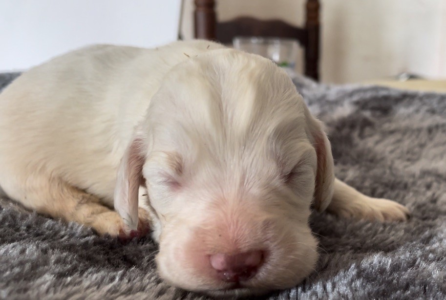 Mind Bossea's - Chiot disponible  - Clumber Spaniel