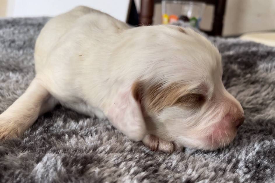 Mind Bossea's - Chiot disponible  - Clumber Spaniel