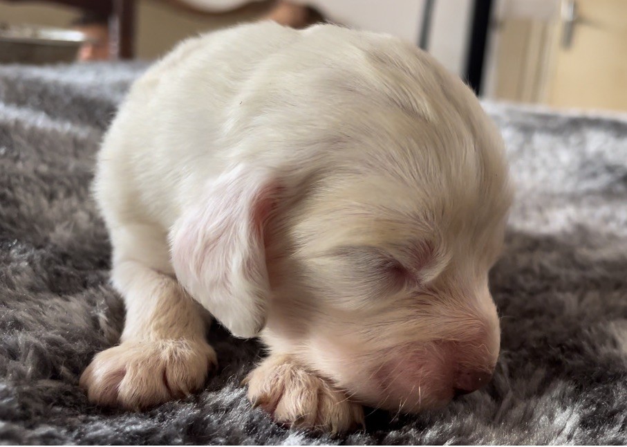 Mind Bossea's - Chiot disponible  - Clumber Spaniel