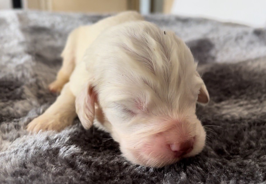 Mind Bossea's - Chiot disponible  - Clumber Spaniel