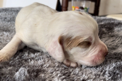 Mind Bossea's - Clumber Spaniel - Portée née le 14/09/2024