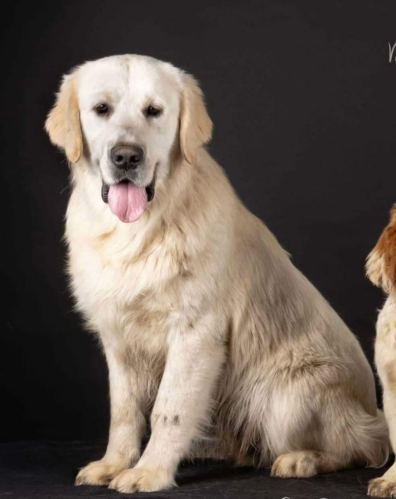 Mind Bossea's - Chiots disponibles - Golden Retriever