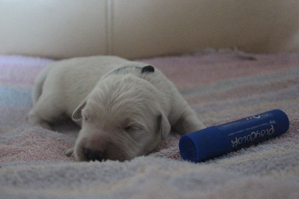 Mind Bossea's - Golden Retriever - Portée née le 09/10/2017